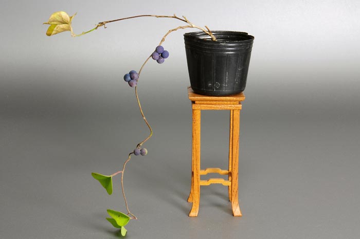 アオツヅラフジM（あおつづらふじ・青葛藤）実もの盆栽の販売と育て方・作り方・Cocculus orbiculatus bonsai photo