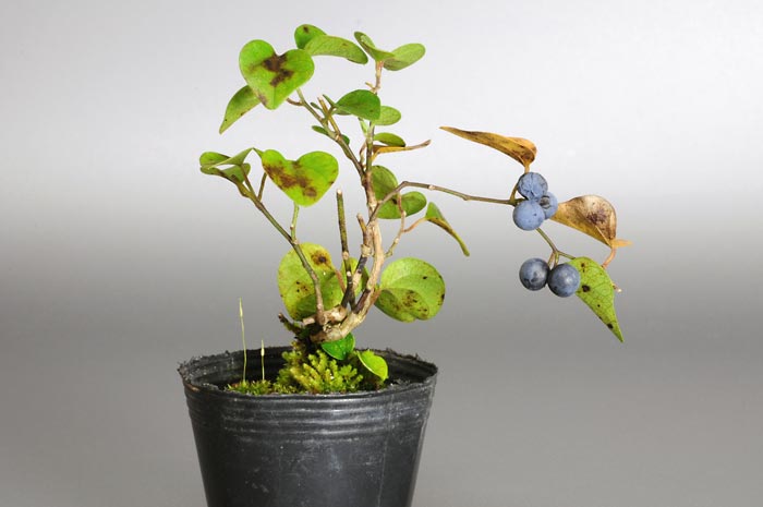 アオツヅラフジN（あおつづらふじ・青葛藤）実もの盆栽の販売と育て方・作り方・Cocculus orbiculatus bonsai