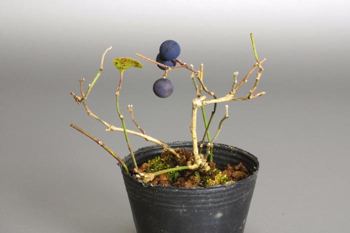 アオツヅラフジ-O（あおつづらふじ・青葛藤）青葛藤の販売と育て方・作り方・Cocculus orbiculatus bonsai