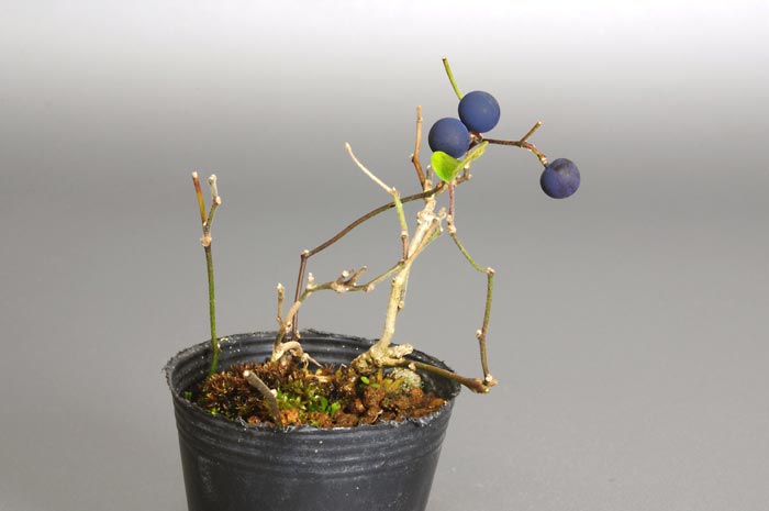 アオツヅラフジ-O（あおつづらふじ・青葛藤）実ものを右側から見た景色・Cocculus orbiculatus bonsai