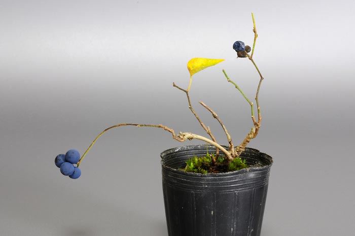 アオツヅラフジQ（あおつづらふじ・青葛藤）実もの盆栽の販売と育て方・作り方・Cocculus orbiculatus bonsai