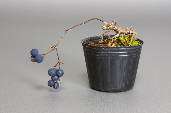 アオツヅラフジR（あおつづらふじ・青葛藤）実もの盆栽の販売と育て方・作り方・Cocculus orbiculatus bonsai