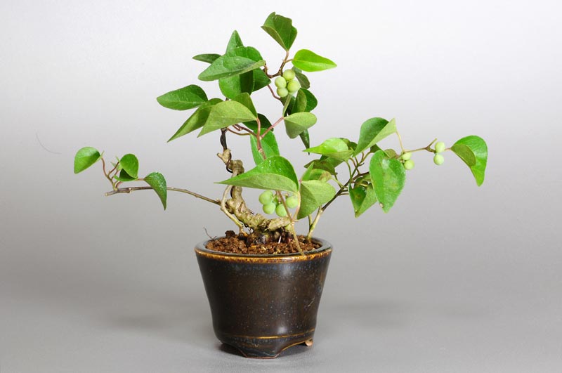 アオツヅラフジ-S（あおつづらふじ・青葛藤）実もの盆栽の販売と育て方・作り方・Cocculus orbiculatus bonsai