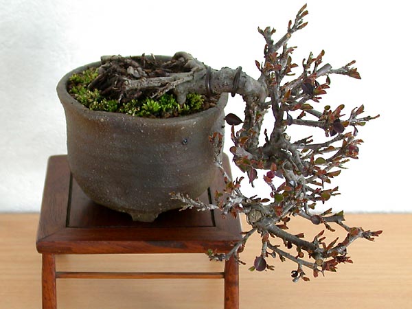 ベニシタン-C-1（べにしたん・紅紫檀）実もの盆栽の販売と育て方・作り方・Cotoneaster horizontalis bonsai