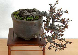 ベニシタン-C（べにしたん・紅紫檀）実もの盆栽の成長記録-1・Cotoneaster horizontalis bonsai