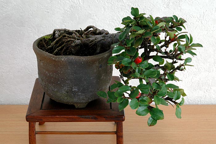 ベニシタン-C-2（べにしたん・紅紫檀）実もの盆栽の販売と育て方・作り方・Cotoneaster horizontalis bonsai