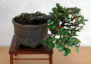 ベニシタン-C（べにしたん・紅紫檀）実もの盆栽の成長記録-2・Cotoneaster horizontalis bonsai