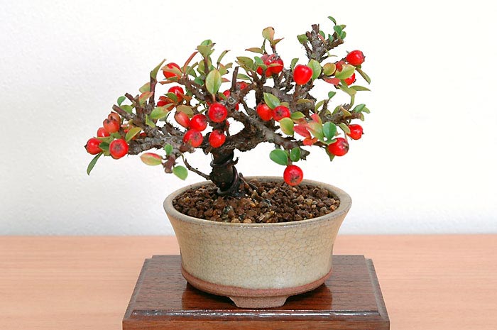 ベニシタン-D（べにしたん・紅紫檀）実もの盆栽の販売と育て方・作り方・Cotoneaster horizontalis bonsai