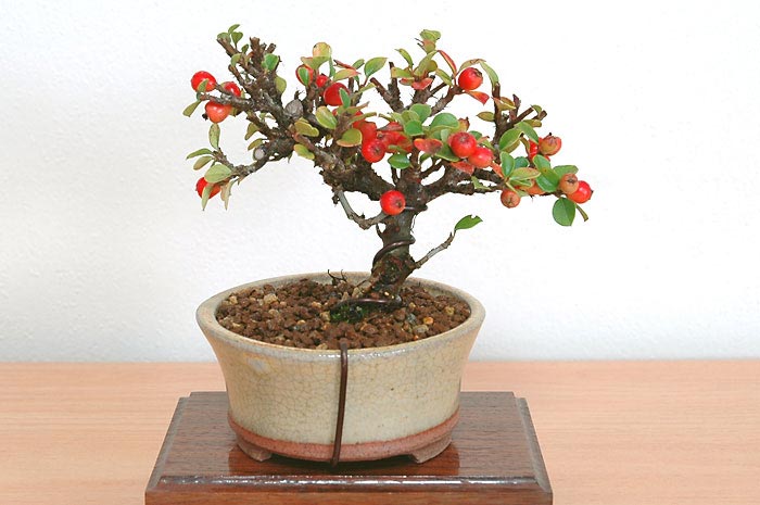 ベニシタン-D（べにしたん・紅紫檀）実もの盆栽を裏側から見た景色・Cotoneaster horizontalis bonsai