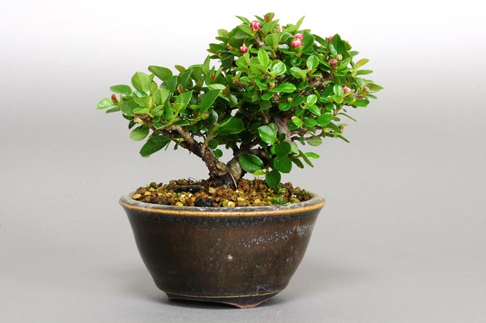 ベニシタン-E（べにしたん・紅紫檀）実もの盆栽の販売と育て方・作り方・Cotoneaster horizontalis bonsai