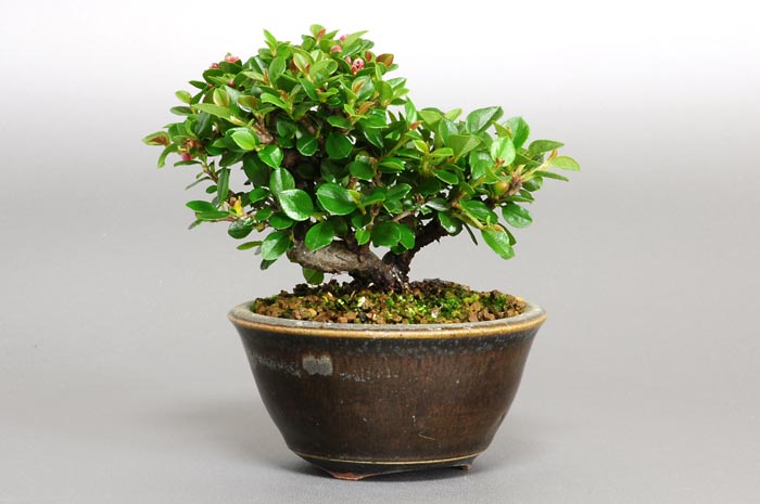 ベニシタン-E（べにしたん・紅紫檀）実もの盆栽を裏側から見た景色・Cotoneaster horizontalis bonsai