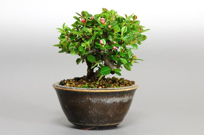 ベニシタン-E（べにしたん・紅紫檀）実もの盆栽を右側から見た景色・Cotoneaster horizontalis bonsai