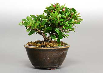 ベニシタン-E（べにしたん・紅紫檀）盆栽の樹作りの参考樹形・Cotoneaster horizontalis Best bonsai