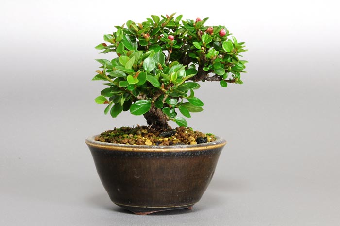 ベニシタン-E（べにしたん・紅紫檀）実もの盆栽を左側から見た景色・Cotoneaster horizontalis bonsai