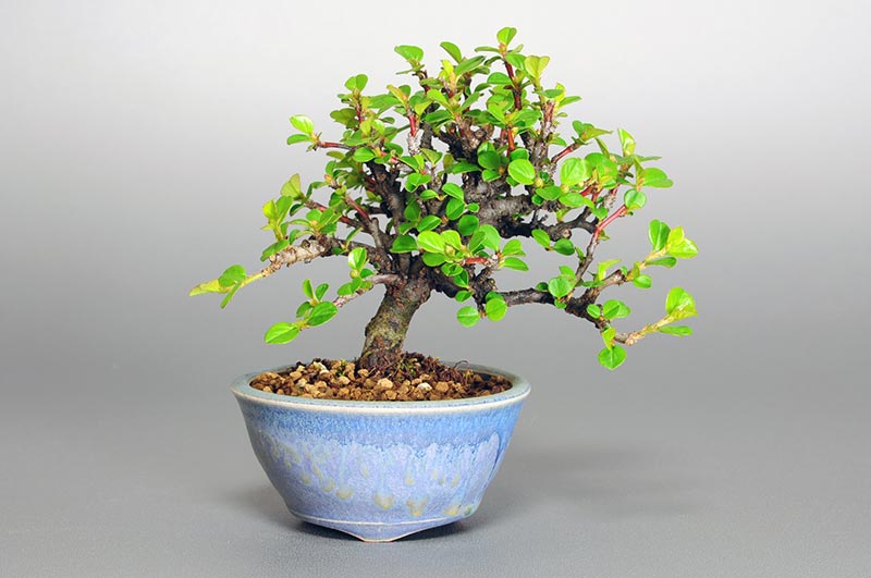 ベニシタンF（べにしたん・紅紫檀）実もの盆栽の販売と育て方・作り方・Malus sieboldii f. toringo bonsai