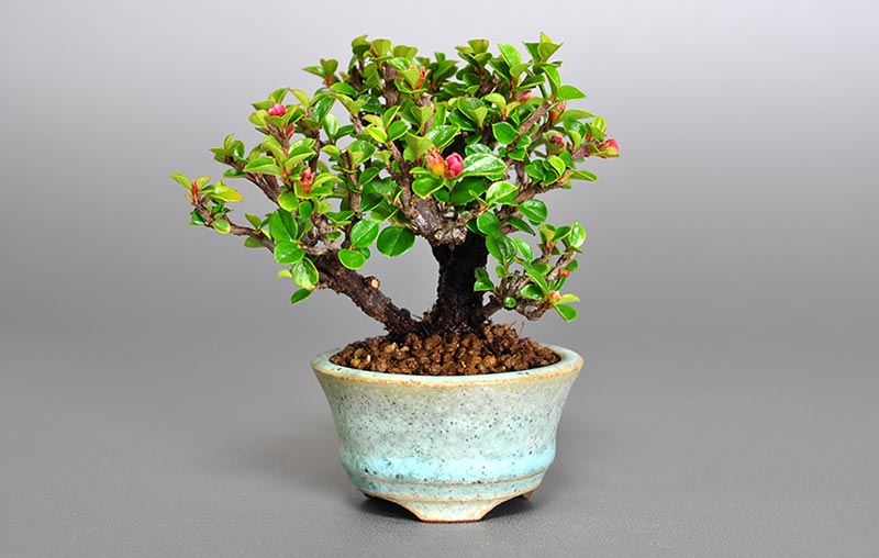 ベニシタンG（べにしたん・紅紫檀）実もの盆栽の販売と育て方・作り方・Malus sieboldii f. toringo bonsai