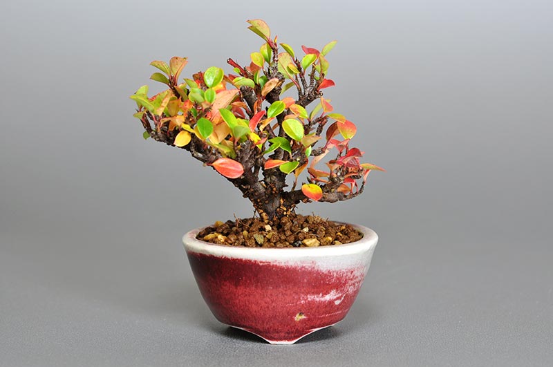 ベニシタンH（べにしたん・紅紫檀）実もの盆栽の販売と育て方・作り方・Malus sieboldii f. toringo bonsai