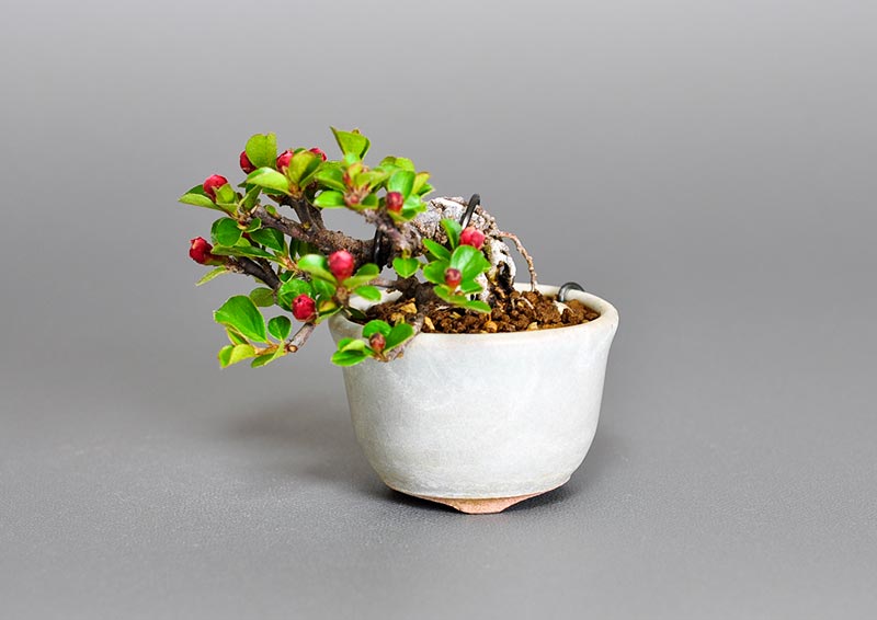 ベニシタンI（べにしたん・紅紫檀）実もの盆栽の販売と育て方・作り方・Malus sieboldii f. toringo bonsai