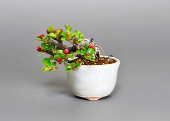 ベニシタン-I（紅紫檀盆栽）Cotoneaster horizontalis bonsai・プチ盆栽のベストコレクション・Best Collection of Petit Bonsai