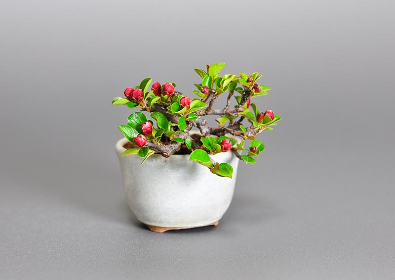 ベニシタン-I（べにしたん・紅紫檀）実もの盆栽を左側から見た景色・Cotoneaster horizontalis bonsai