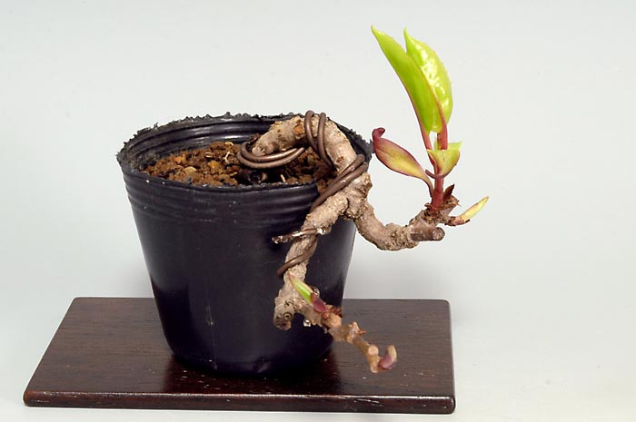 ビナンカズラB（びなんかずら・美男葛）Kadsura japonica bonsai