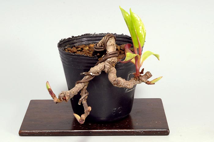 ビナンカズラB（びなんかずら・美男葛）実もの盆栽を右側から見た景色・Kadsura japonica bonsai