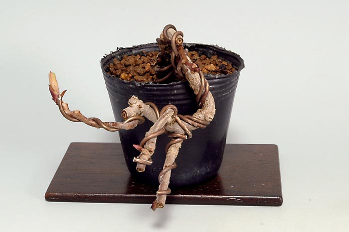 ビナンカズラ-C（びなんかずら・美男葛）実もの盆栽を右側から見た景色・Kadsura japonica bonsai