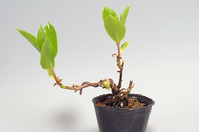 ビナンカズラD（びなんかずら・美男葛）Kadsura japonica bonsai