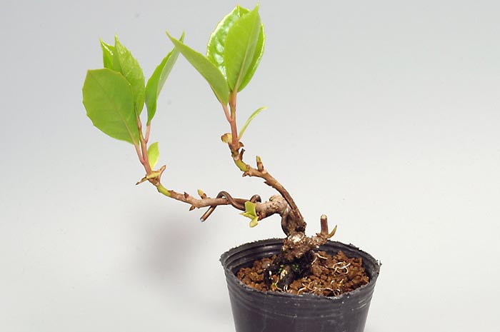 ビナンカズラD（びなんかずら・美男葛）実もの盆栽を右側から見た景色・Kadsura japonica bonsai