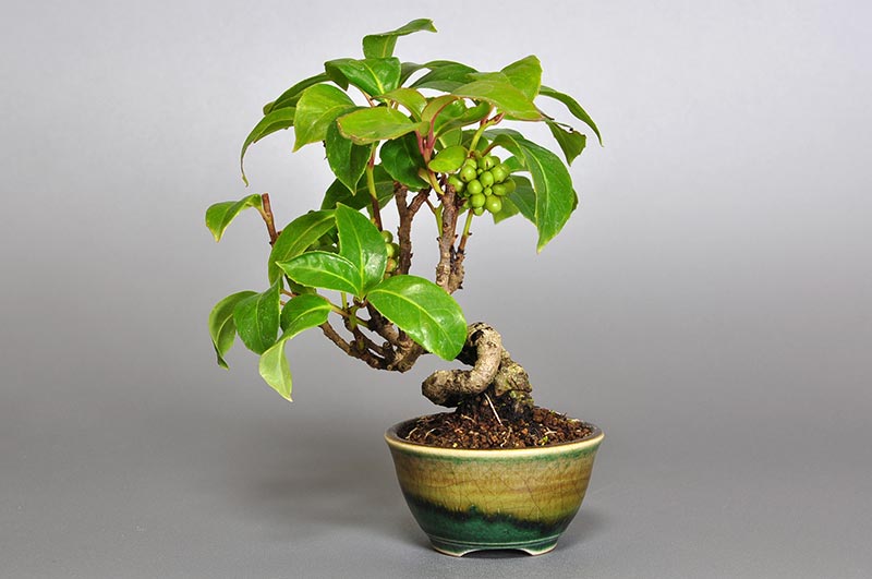 ビナンカズラE（びなんかずら・美男葛）実もの盆栽を裏側から見た景色・Kadsura japonica bonsai