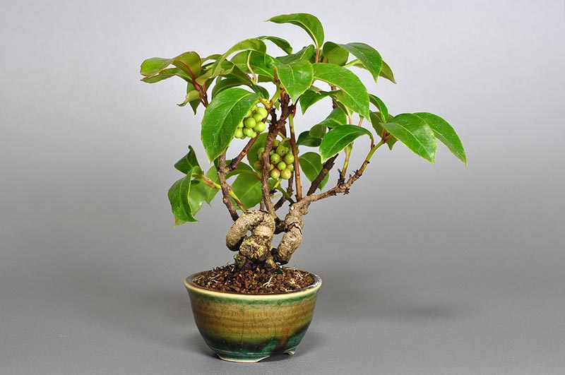 ビナンカズラE（びなんかずら・美男葛）実もの盆栽を左側から見た景色・Kadsura japonica bonsai