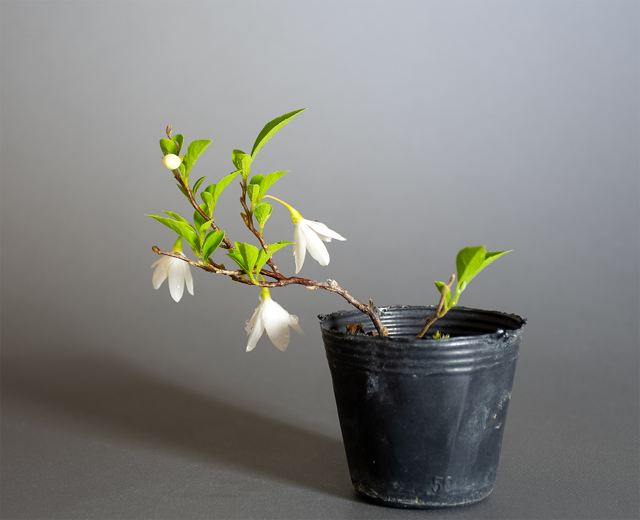 エゴノキ-A1(えごのき・売子の木)実もの盆栽を裏側から見た景色・Styrax japonica bonsai
