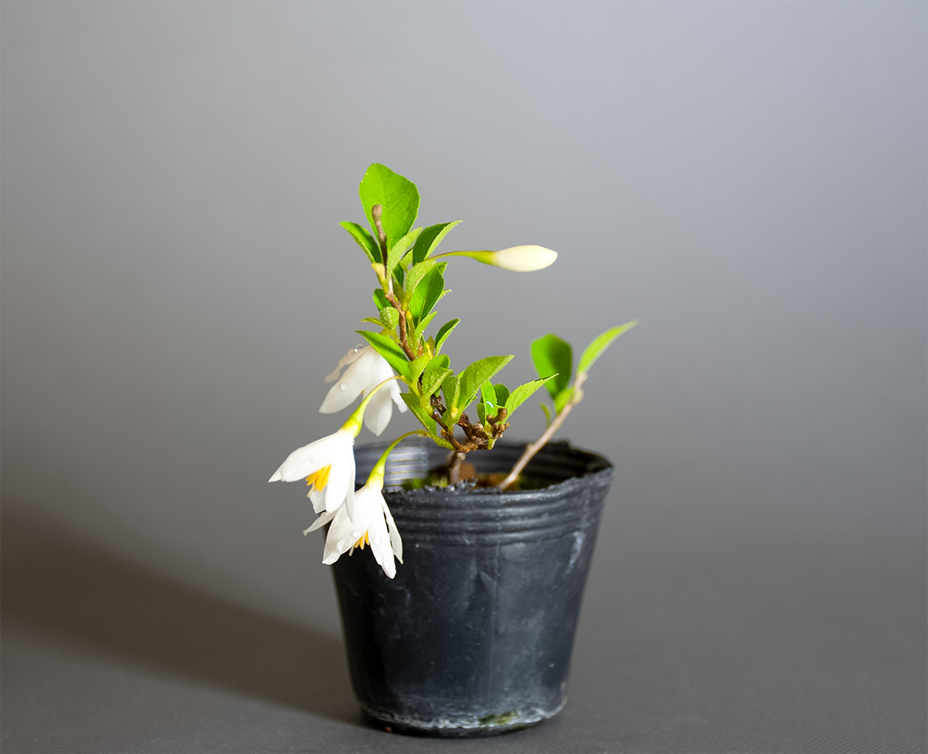 エゴノキ-A1(えごのき・売子の木)実もの盆栽を右側から見た景色・Styrax japonica bonsai
