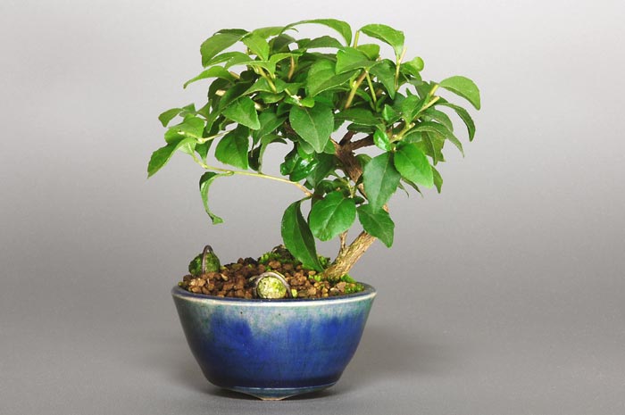 エゴノキC（えごのき・売子の木）実もの盆栽の販売と育て方・作り方・Styrax japonica bonsai