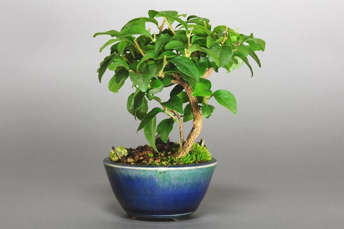 エゴノキC（えごのき・売子の木）実もの盆栽を左側から見た景色・Styrax japonica bonsai