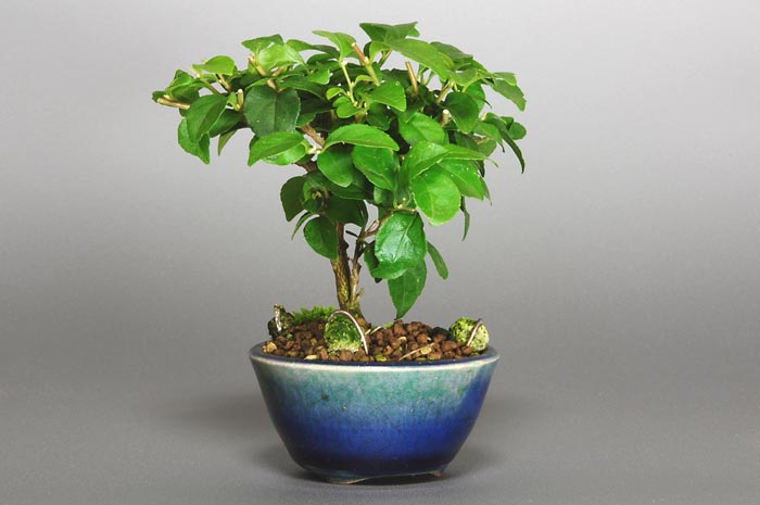 エゴノキC（えごのき・売子の木）実もの盆栽を右側から見た景色・Styrax japonica bonsai