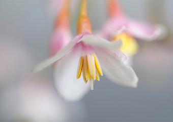 エゴノキの花（えごのき・売子の木）盆栽の樹作りの参考樹形・Styrax japonica Best bonsai