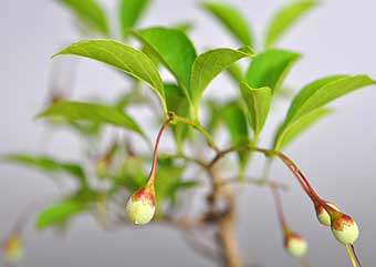 エゴノキ（えごのき・売子の木）盆栽の実・Styrax japonica Best bonsai