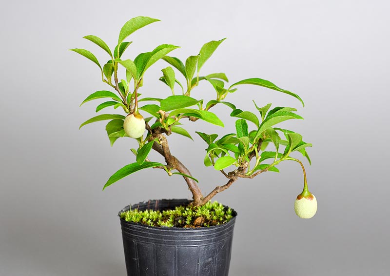 エゴノキF（えごのき・売子の木）実もの盆栽の販売と育て方・作り方・Styrax japonica bonsai photo