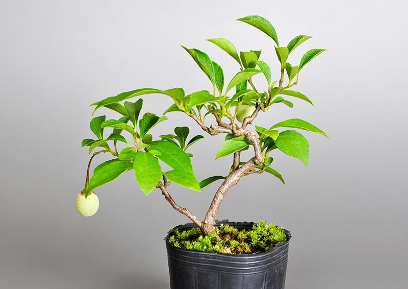 エゴノキF（えごのき・売子の木）実もの盆栽を裏側から見た景色・Styrax japonica bonsai photo