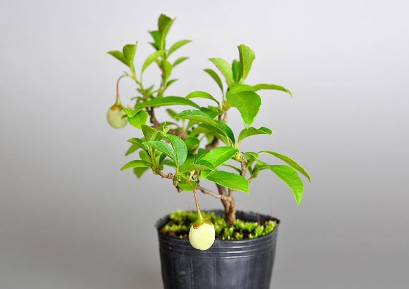 エゴノキF（えごのき・売子の木）実もの盆栽を右側から見た景色・Styrax japonica bonsai photo