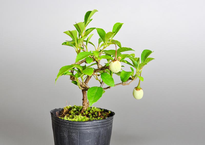 エゴノキF（えごのき・売子の木）実もの盆栽を左側から見た景色・Styrax japonica bonsai photo