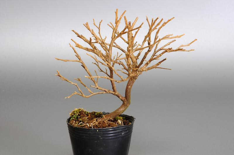 エゴノキG（えごのき・売子の木）実もの盆栽の販売と育て方・作り方・Styrax japonica bonsai
