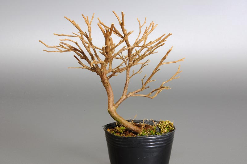 エゴノキG（えごのき・売子の木）実もの盆栽を裏側から見た景色・Styrax japonica bonsai