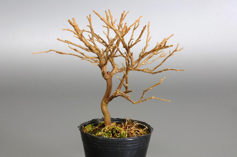 エゴノキG（えごのき・売子の木）実もの盆栽を左側から見た景色・Styrax japonica bonsai