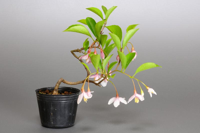 エゴノキJ（えごのき・売子の木）実もの盆栽の販売と育て方・作り方・Styrax japonica bonsai