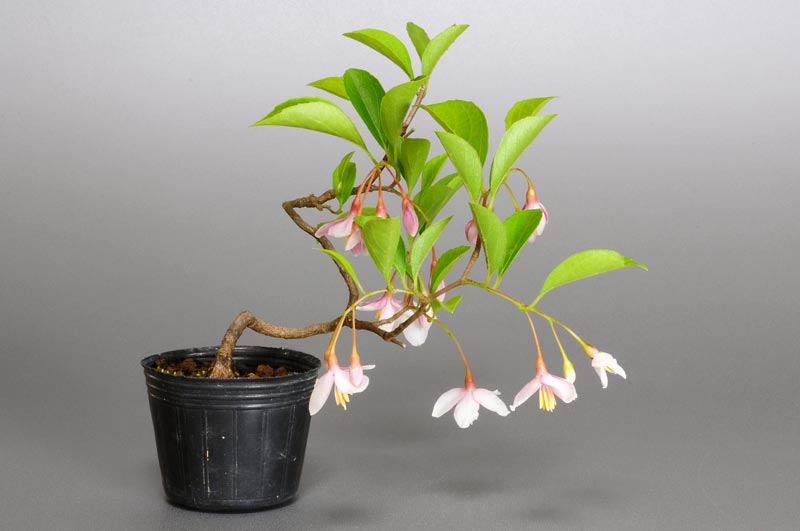 エゴノキ-J（えごのき・売子の木）実もの盆栽の販売と育て方・作り方・Styrax japonica bonsai