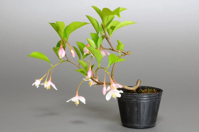 エゴノキ-J（えごのき・売子の木）実もの盆栽を裏側から見た景色・Styrax japonica bonsai