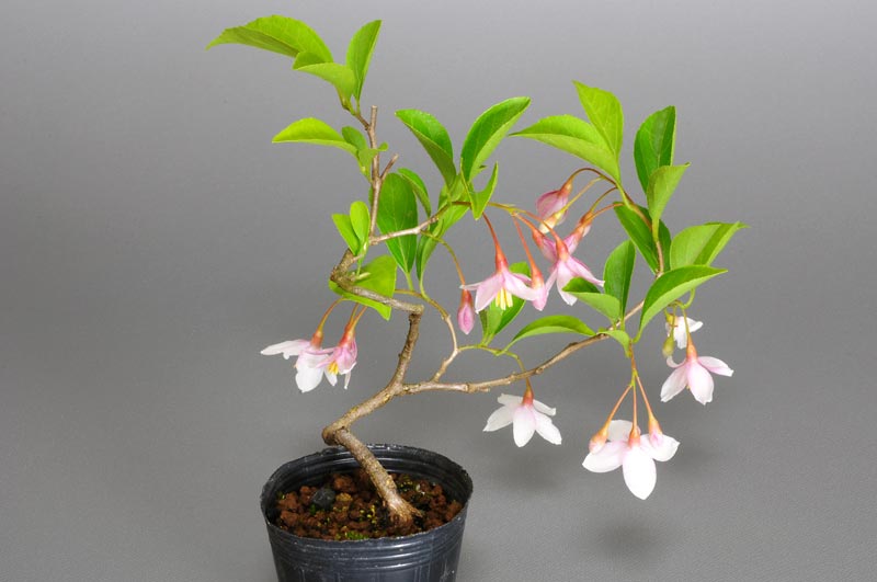 エゴノキ-J（えごのき・売子の木）実もの盆栽を左側から見た景色・Styrax japonica bonsai