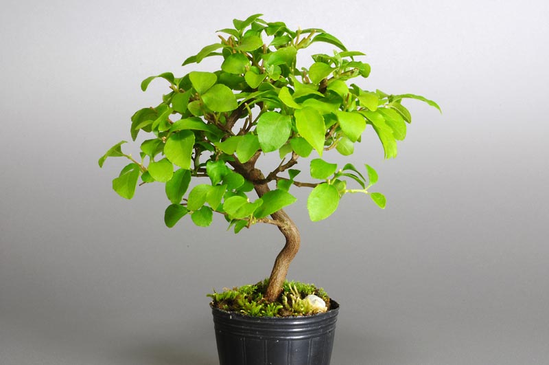 エゴノキL（えごのき・売子の木）実もの盆栽の販売と育て方・作り方・Styrax japonica bonsai